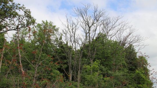 Blick auf einen Wald mit teilweise abgestorbenen Bäumen