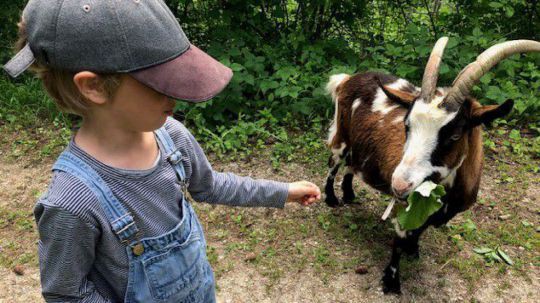 Kind mit Kappe füttert eine Ziege mit braunweißem Fell