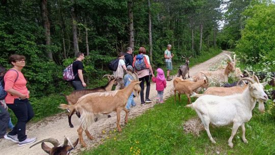 Menschen auf einem Weg umringt von Ziegen, dahinter ist Wald