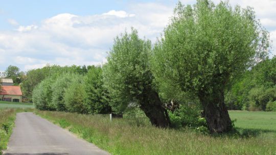 Eine Reihe von Kopfweiden an einer Straße