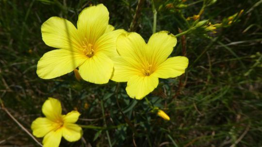 gelbe Blüten von Gelbem Lein