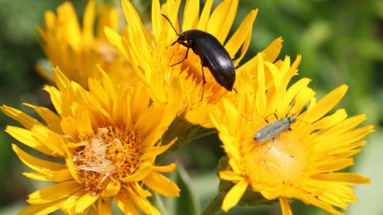 gelbe sternförmige Blüten mit zwei Käfern darauf