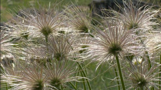 weiße federförmige Samenstände von Pulsatilla grandis