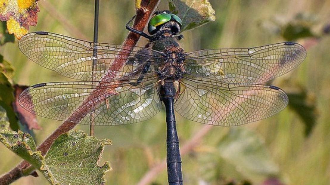 Somatochlora_arctica