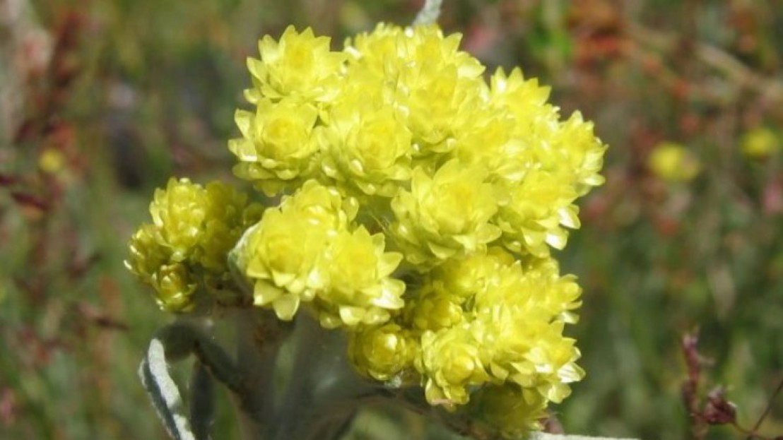helichrysum_arenarium