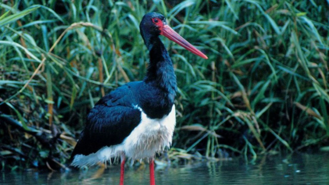 schwarzstorch_npttman[1]