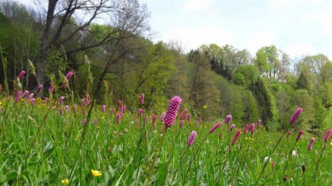 Wiese an der Zwettl, im Hintergrund Hangmischwald 