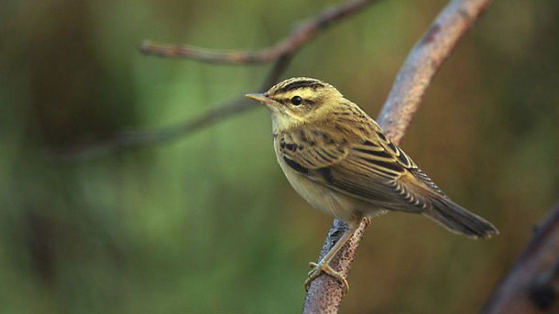 Der Schilfrohrs&auml;nger ist eine im Naturschutzgebiet "Kleine Breitensee" vorkommende Wasservogelart. 