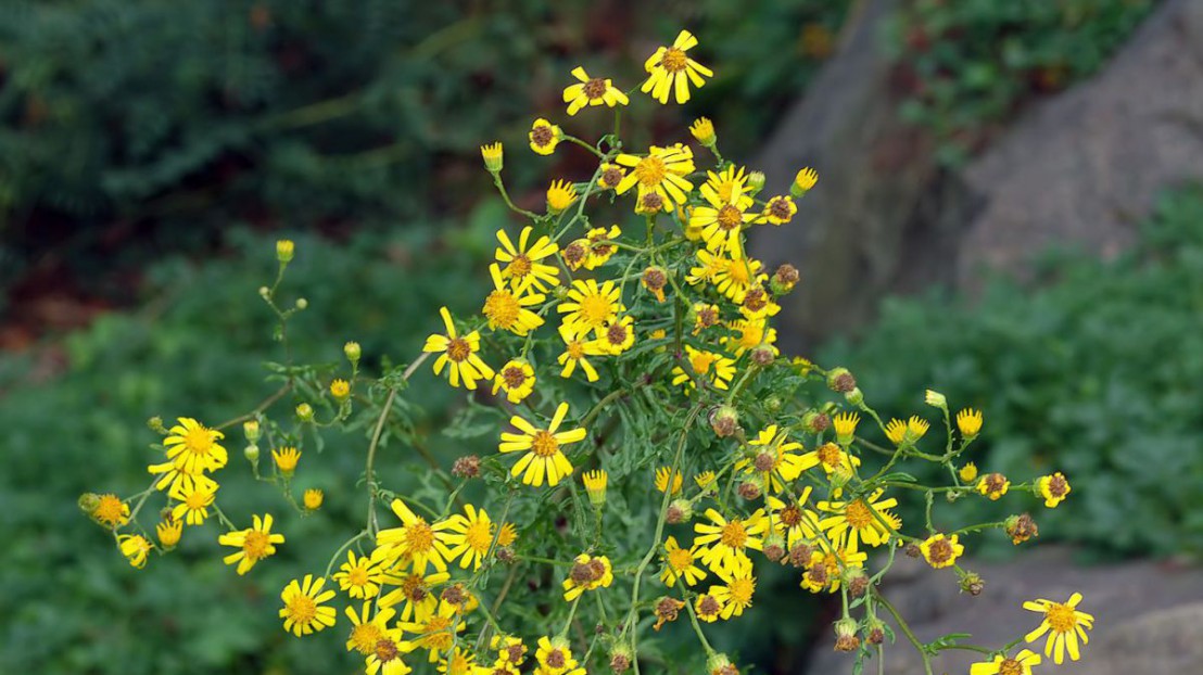 raukenblättriges Greiskraut