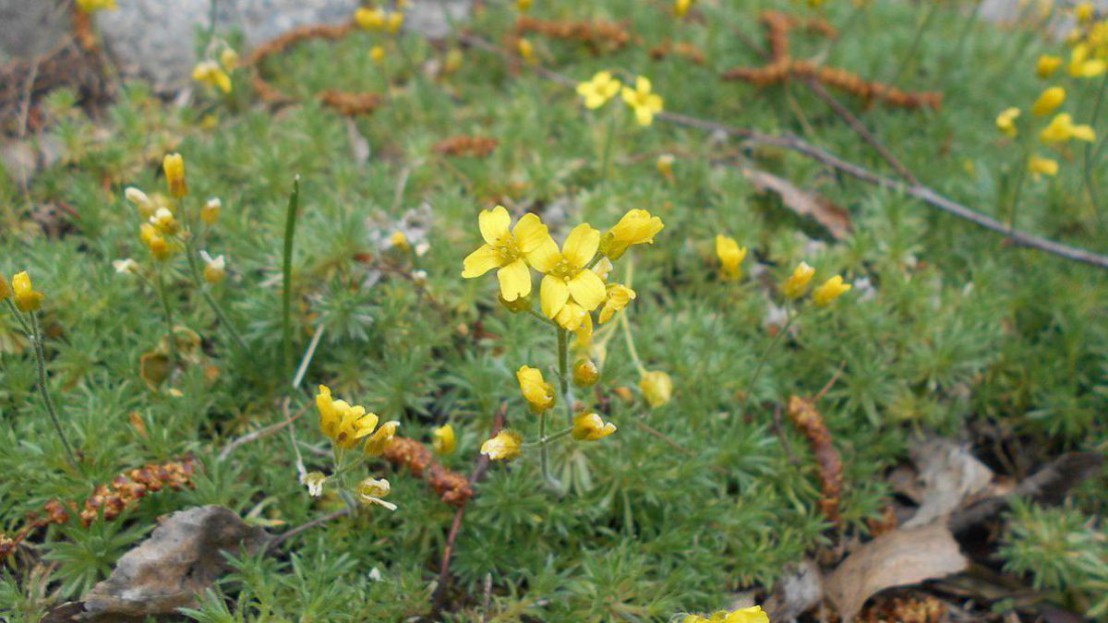 Karpaten-Felsenblümchen