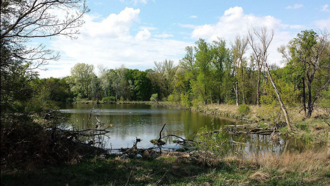 Überflutung bei Hohenau