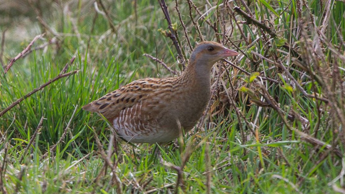 Der Wachtelk&ouml;nig hat in diesem Gebiet eines der wenigen verbliebenen Tieflandvorkommen.