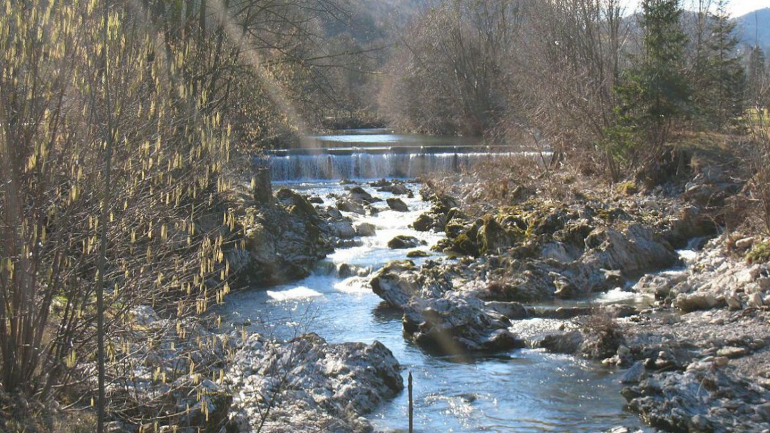Die Pielach bietet mit den angrenzenden Hangw&auml;ldern gute Brutm&ouml;glichkeiten f&uuml;r den Schwarzstorch, welcher auf gro&szlig;e, ungest&ouml;rte Waldgebiete in Verbindung mit integrierten Bachl&auml;ufen angewiesen ist.