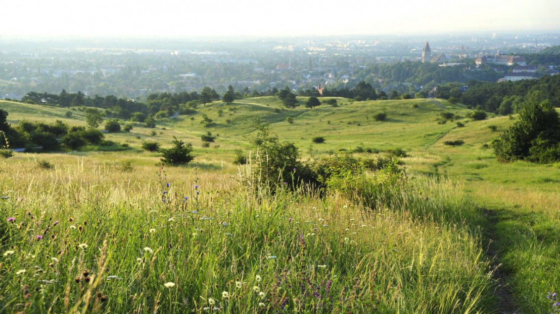 Naturpark Föhrenberge
