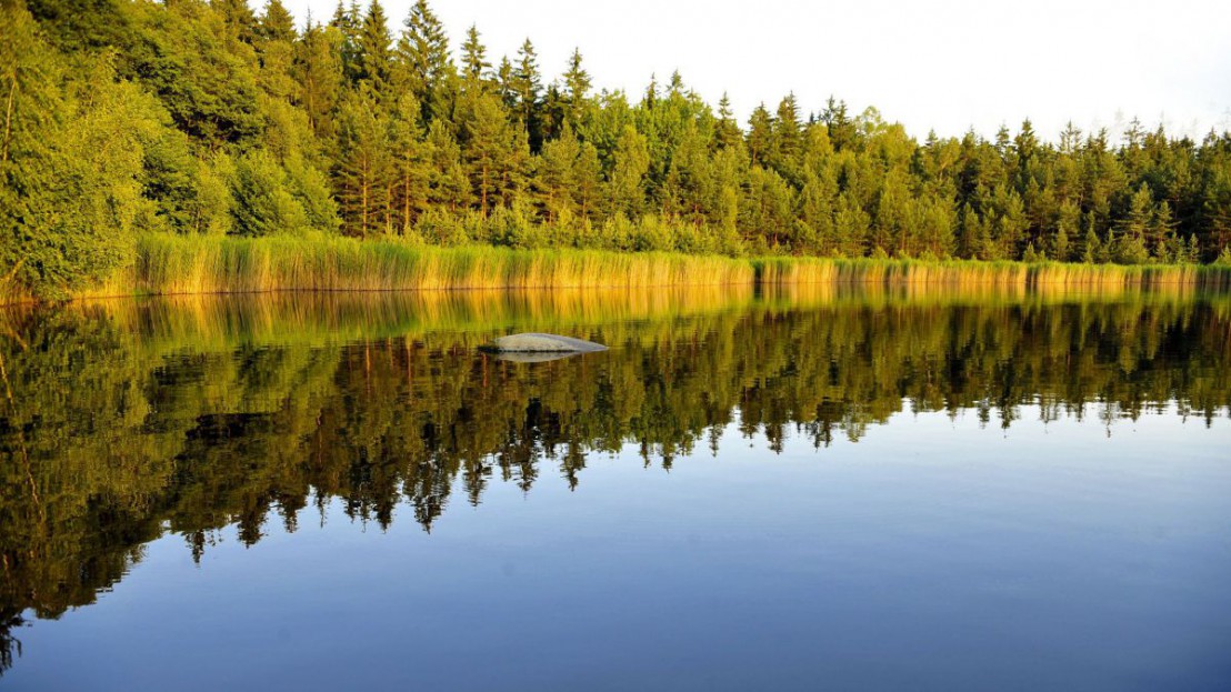 Heidenreichsteiner Moor