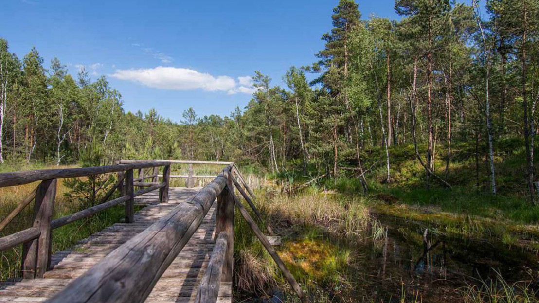 Das Hochmoor Schrems erm&ouml;glicht es Flora und Fauna zu entdecken. 