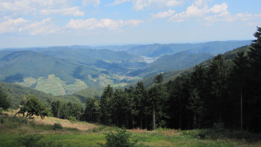 Der Naturpark Jauerling-Wachau wurde 1972 gegr&uuml;ndet. 