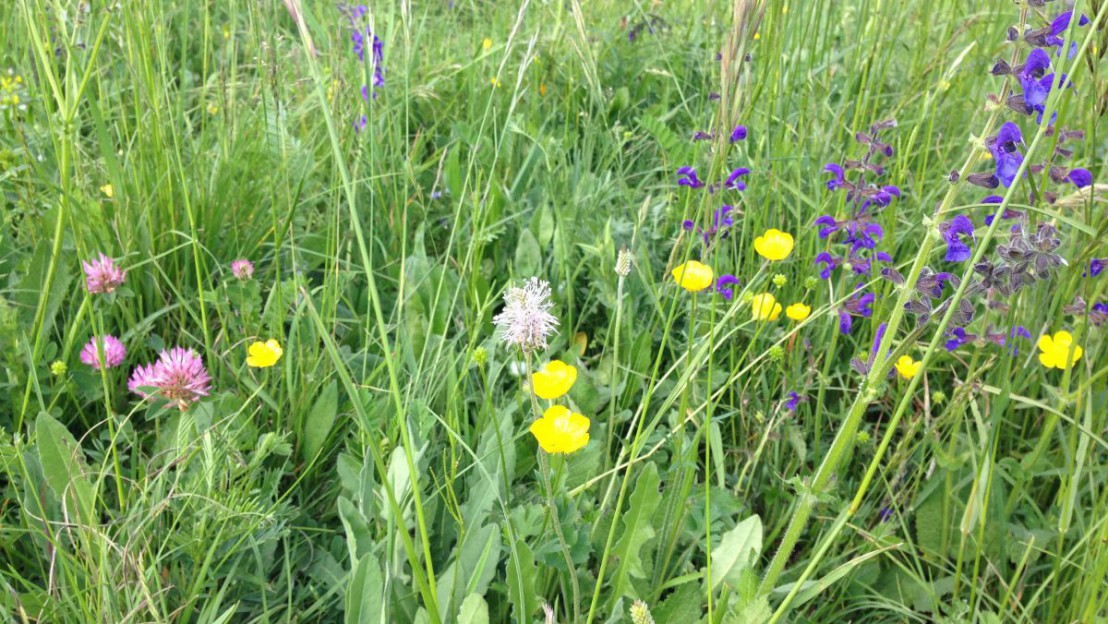 Eine gesunde Natur ist wichtig f&uuml;r den Menschen. 