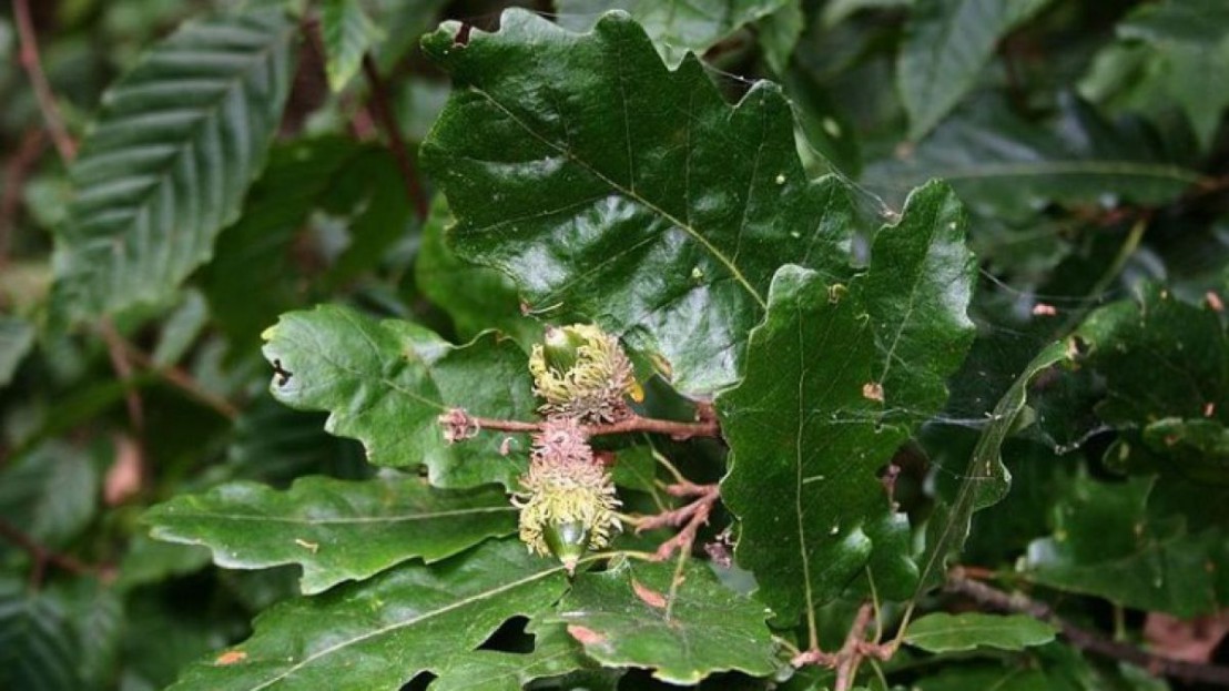 Die Zerreiche ist nur eine der Baumarten im Landschaftsschutzgebiet Steinbergwald. 