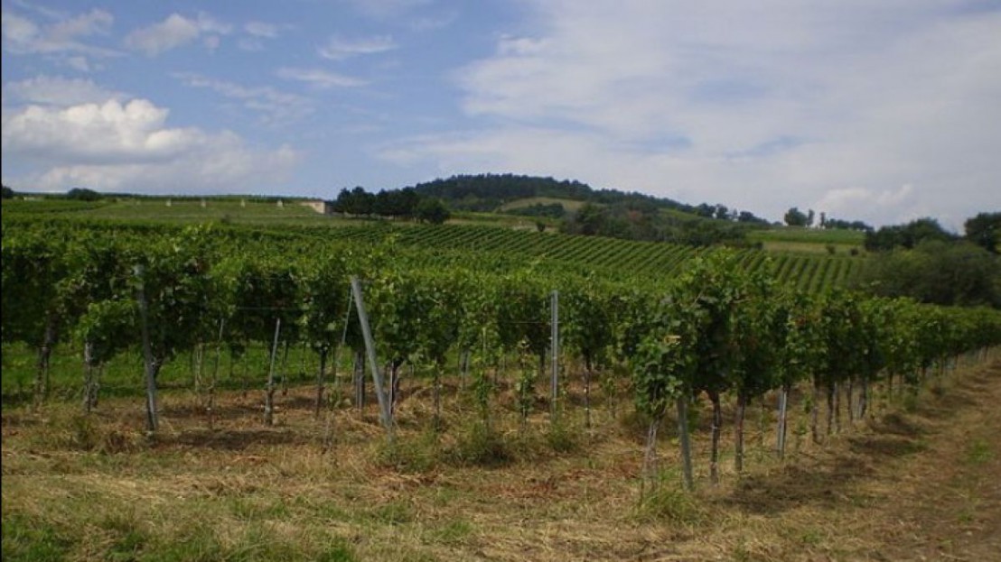 Gumpoldskirchen_Eichkogel