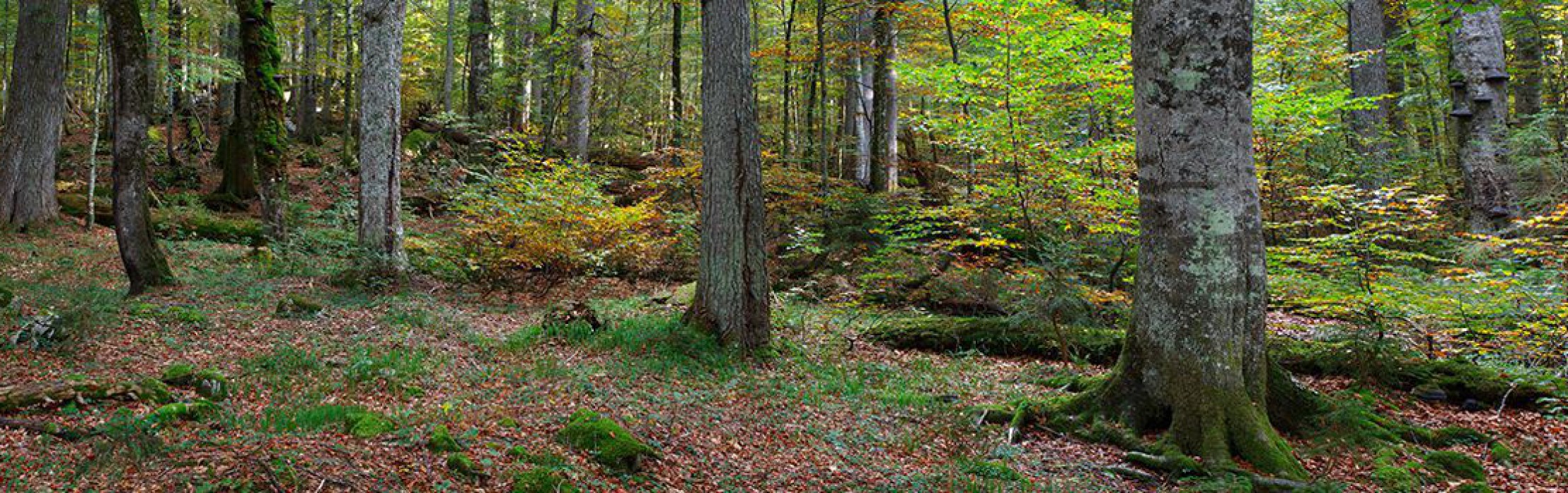 Wildnisgebiet Dürrenstein
