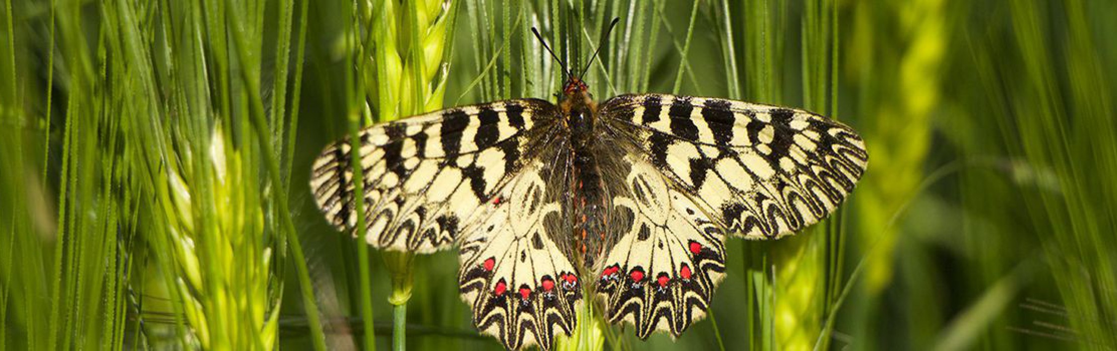 Osterluzeifalter am Rindfleischberg