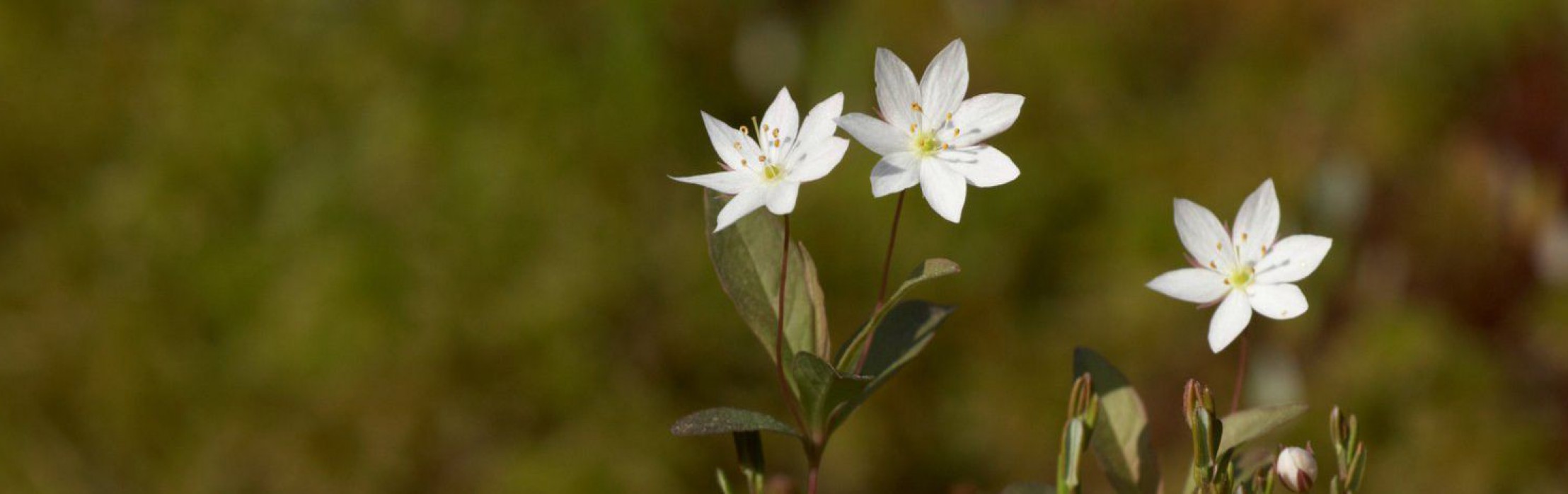 Der Europäischen Siebenstern (Trientalis europaea) ist ein sehr seltenes Eiszeitrelikt. Fundort: Seppelau (Hochmoorrand) NÖ
