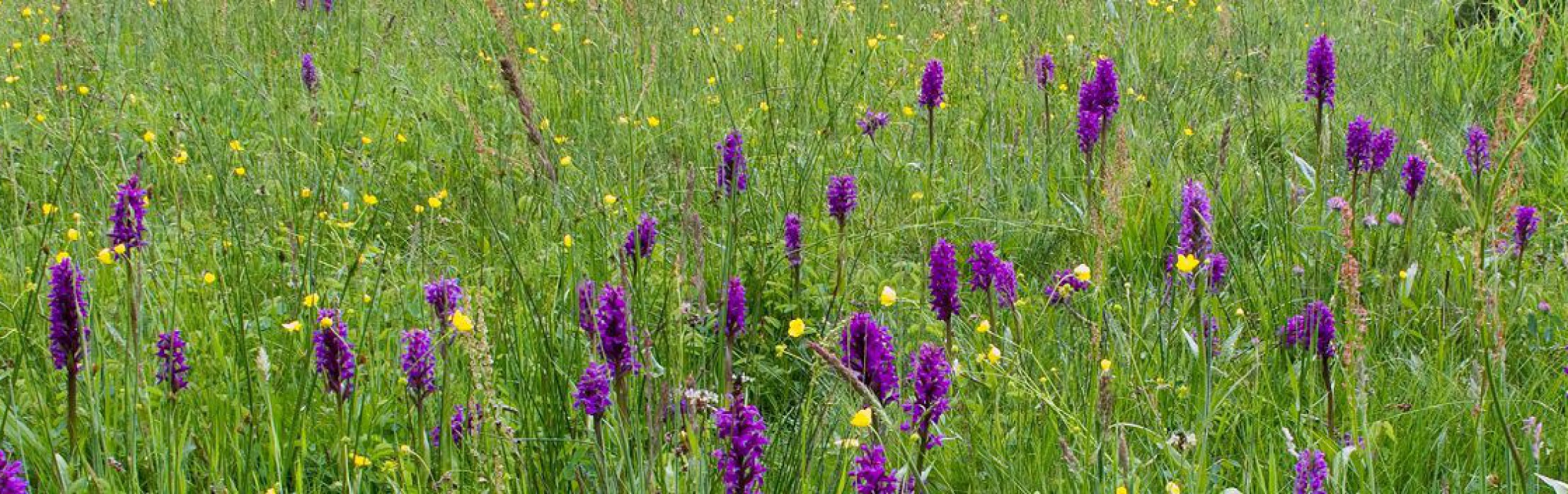 Artenreiche Blumenwiese