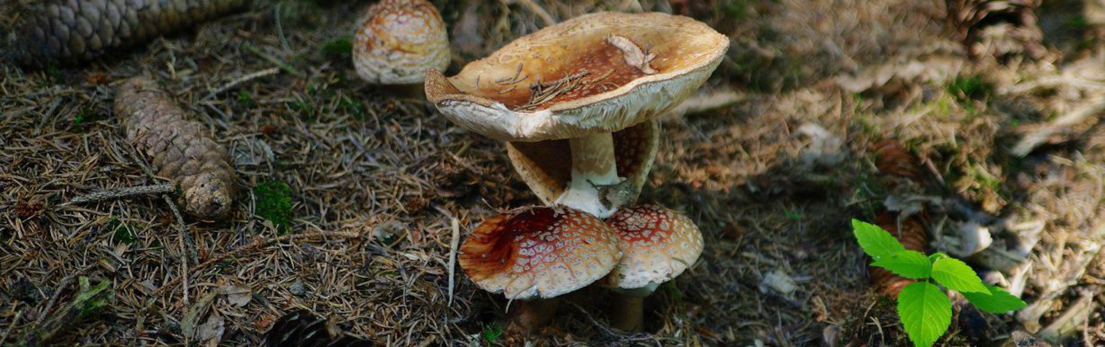 Pilze im Waldviertel