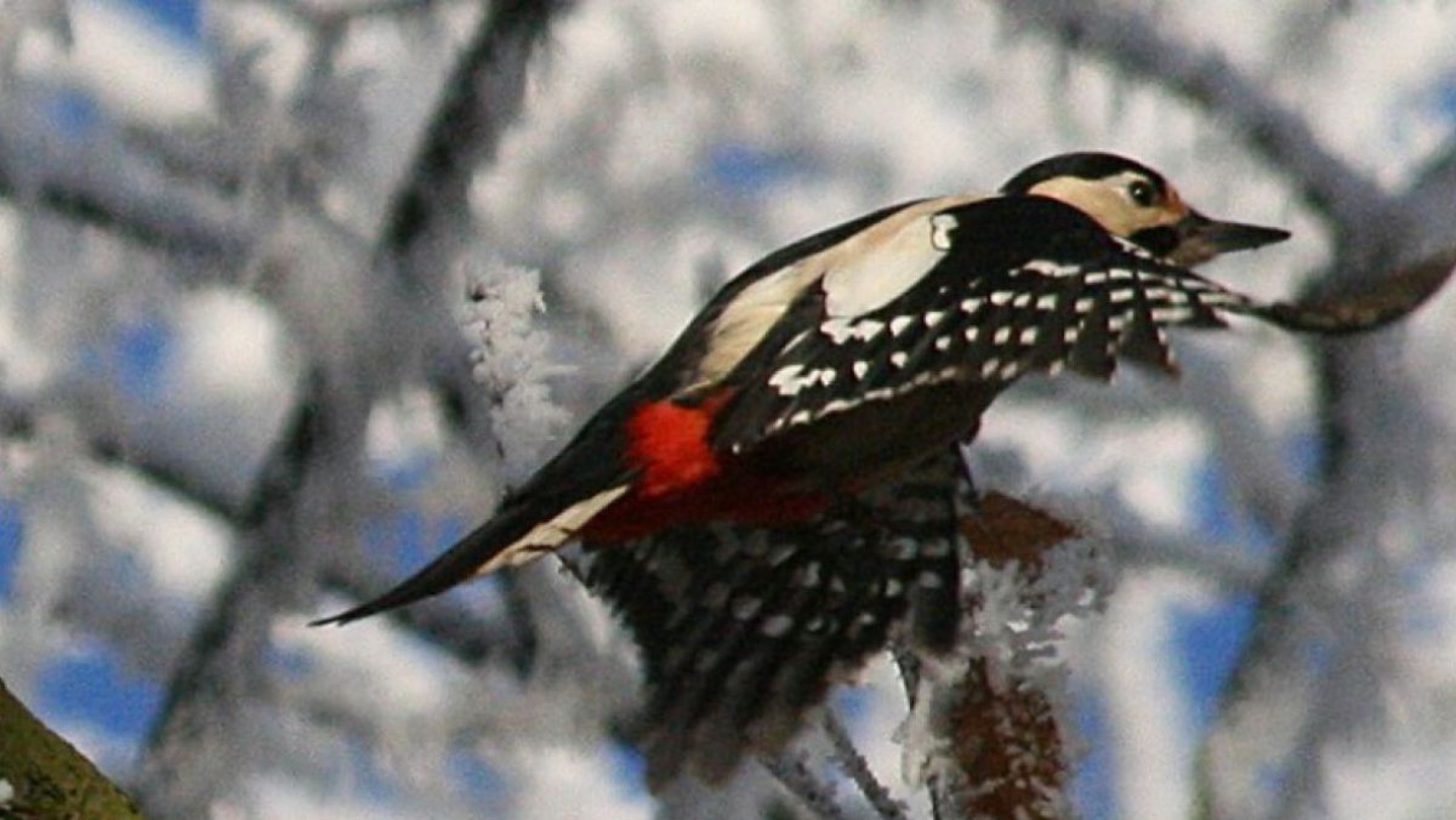 FlyingDendrocoposMajor
