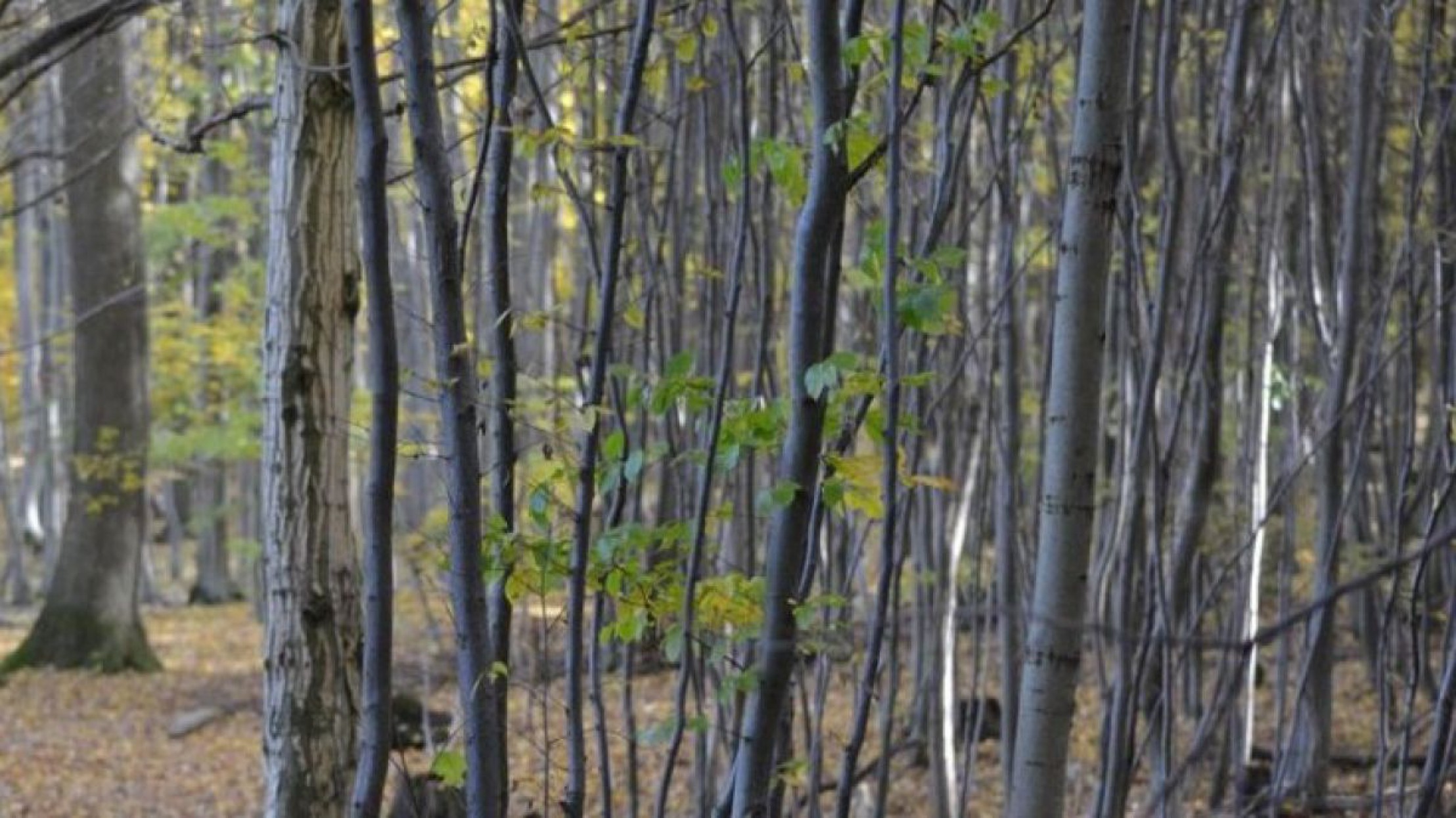 HerbstimWienerwald_Osterkorn