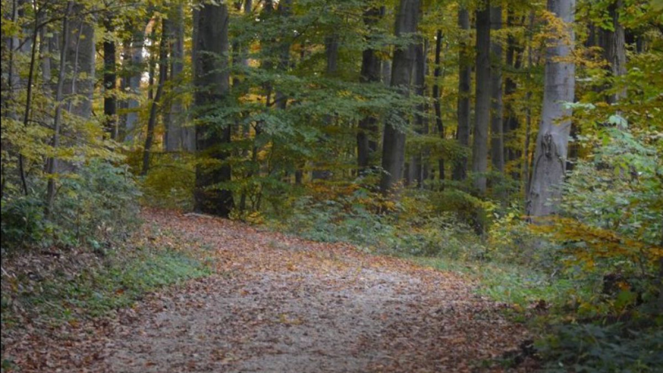 Wienerwald3_Osterkorn