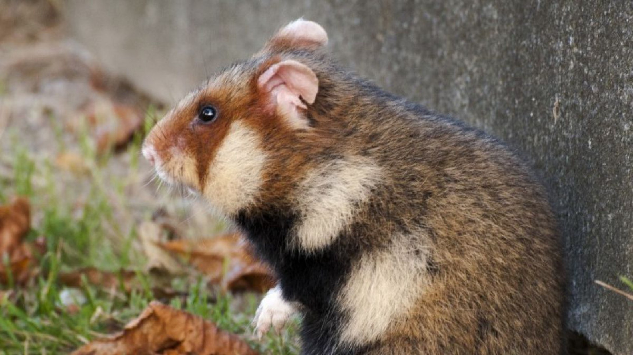 Feldhamster_44555670_M-elgreco111