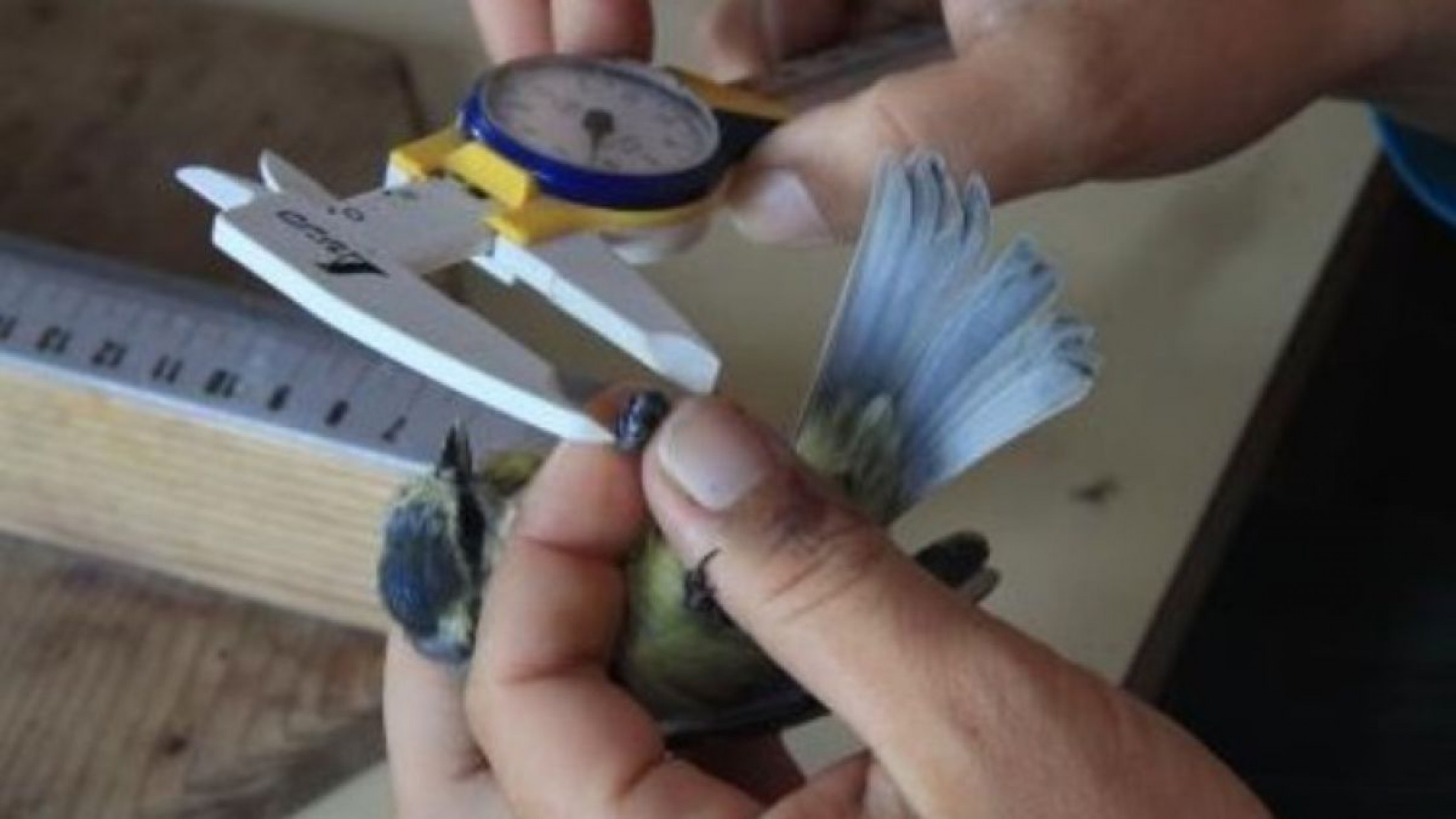 kVogel-Vermessung_K.Brandstetter