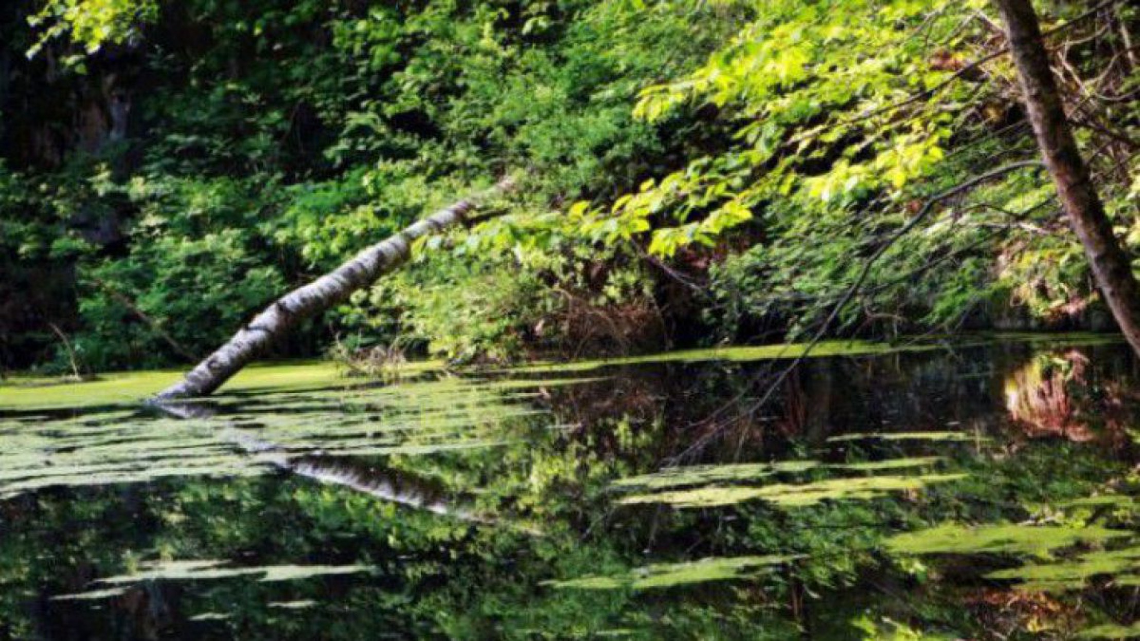 naturpark_hochmoorschrems