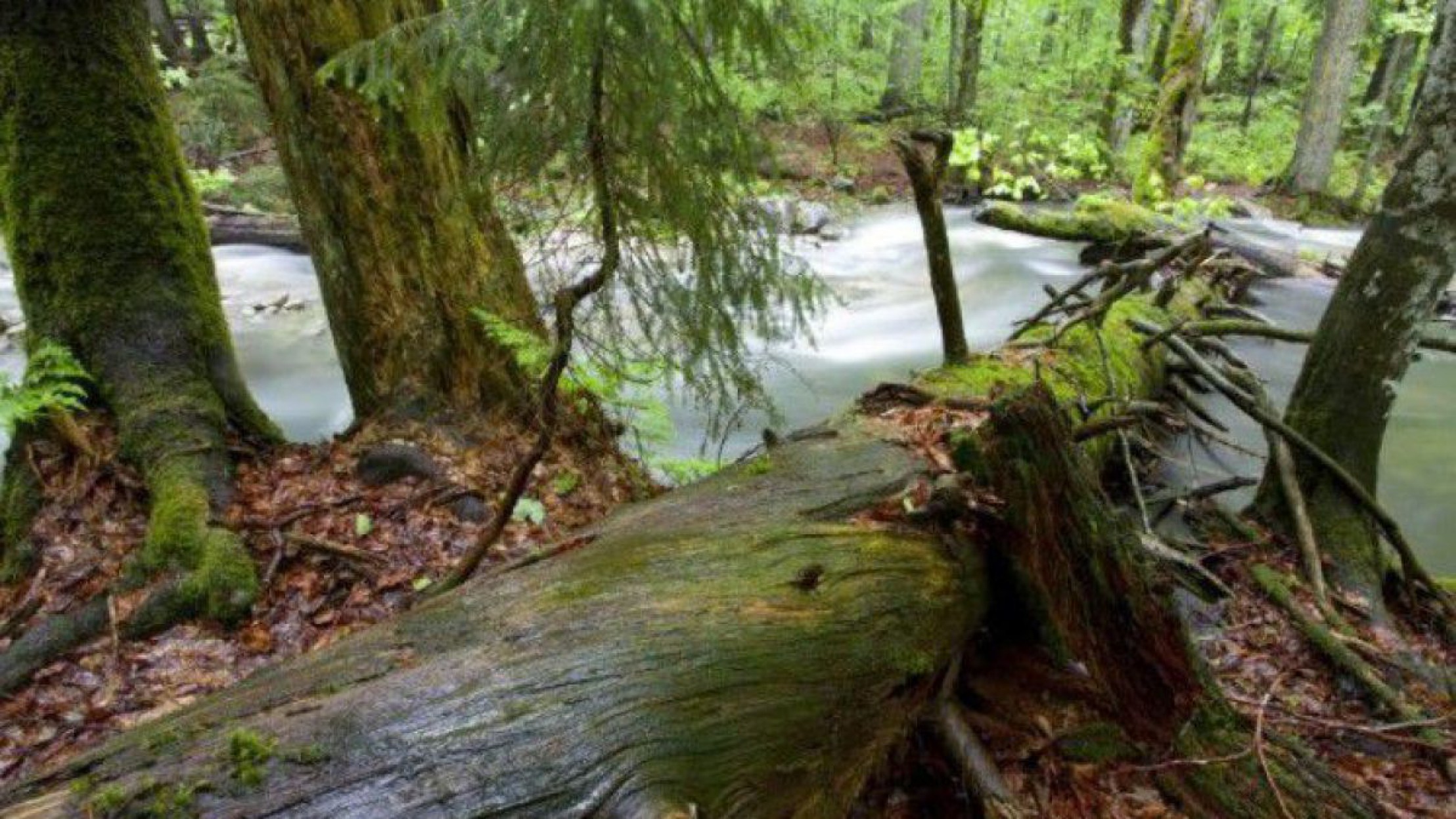 Das Wildnisgebiet D&uuml;rrenstein beherbergt unber&uuml;hrte Natur. 