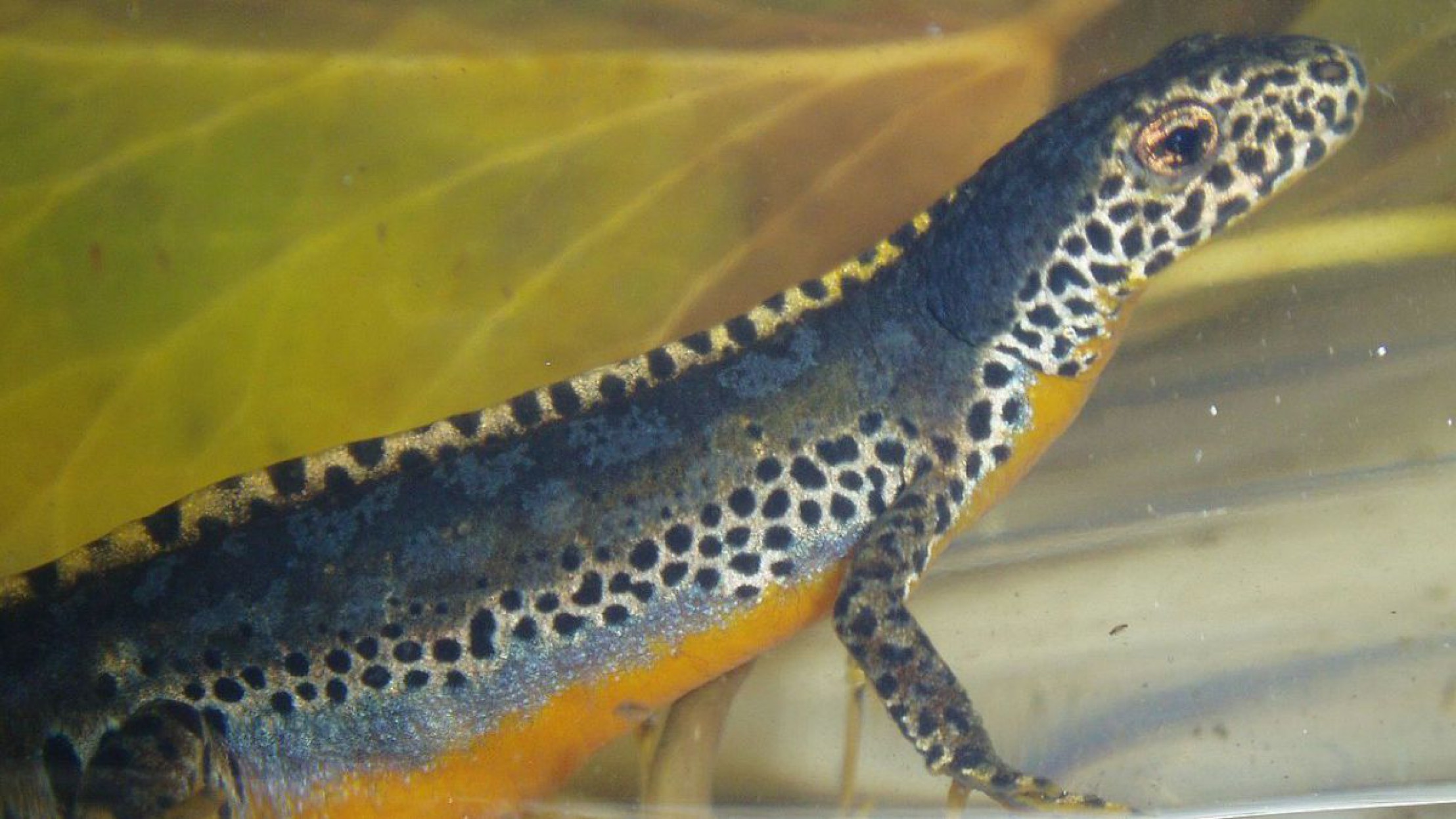 Bergmolch-M&auml;nnchen haben eine h&uuml;bsche R&uuml;ckenleiste w&auml;hrend der Paarungszeit.