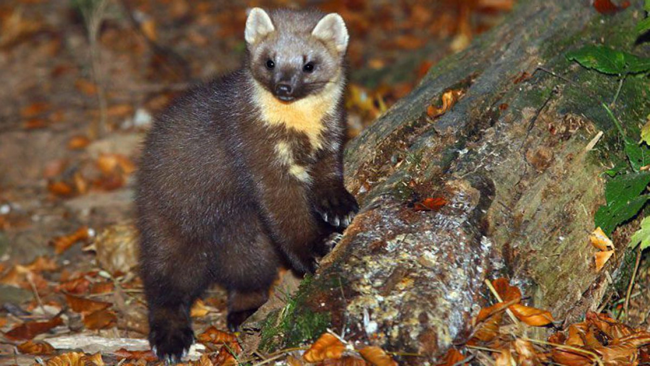 Der Baummarder hat einen sehr buschigen Schwanz.