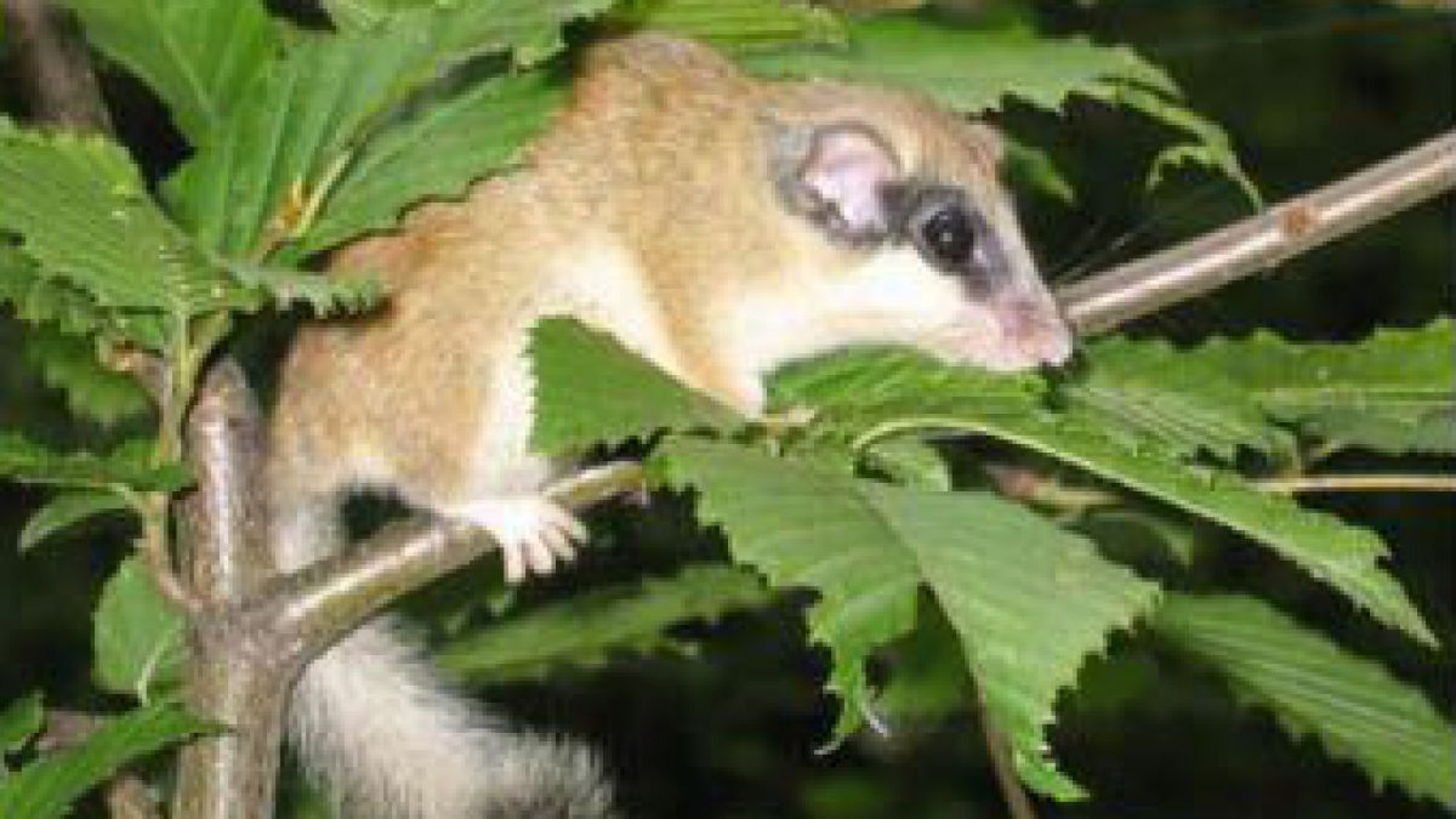 Der Baumschl&auml;fer kann bis zu 115 mm gro&szlig; werden. 