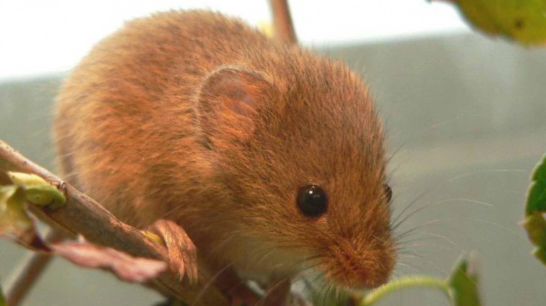 Die Zwergmaus ist das kleinste heimische Nagetier. 