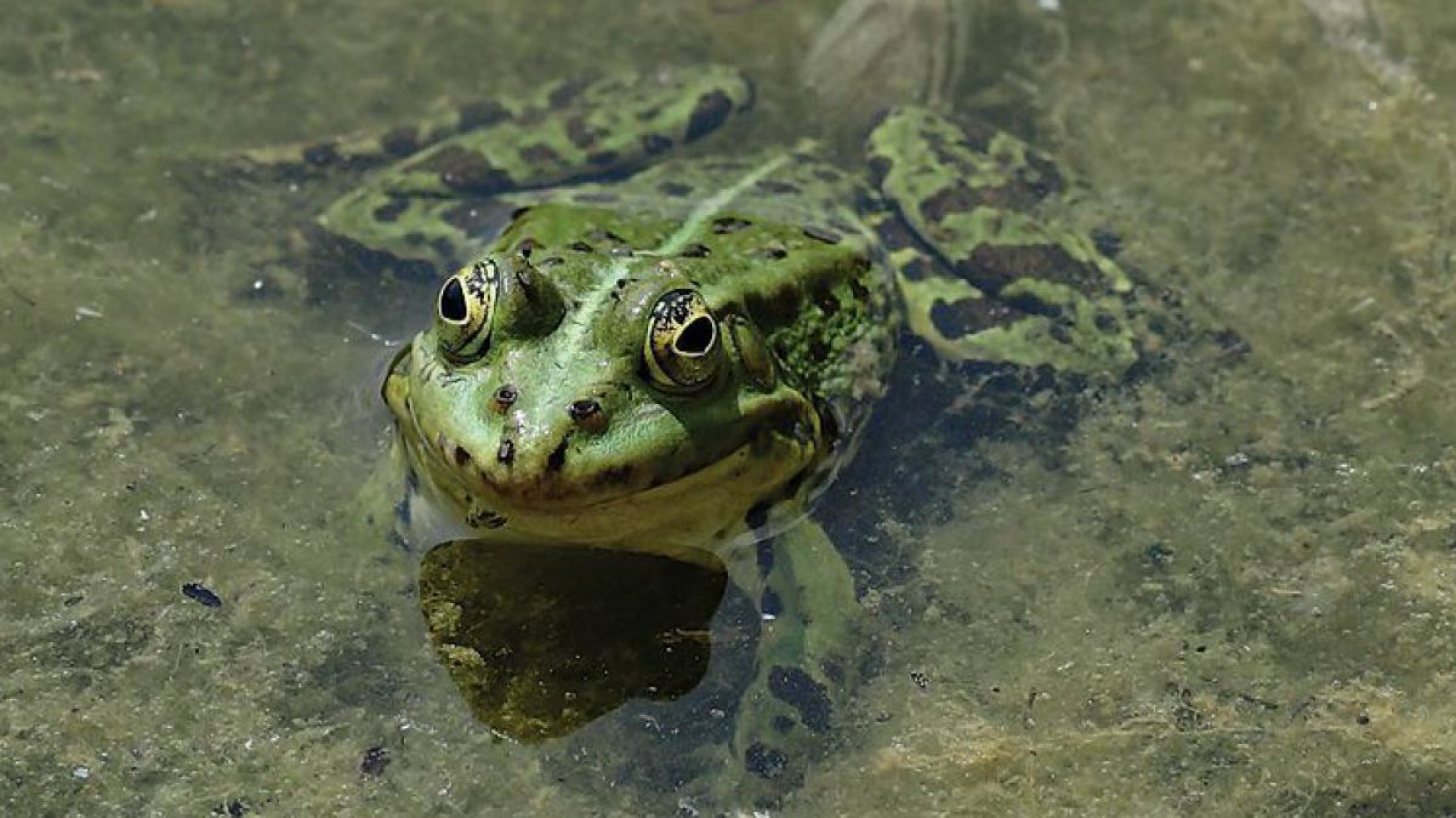 Der Seefrosch ist die gr&ouml;&szlig;te heimische Gr&uuml;nfroschart.