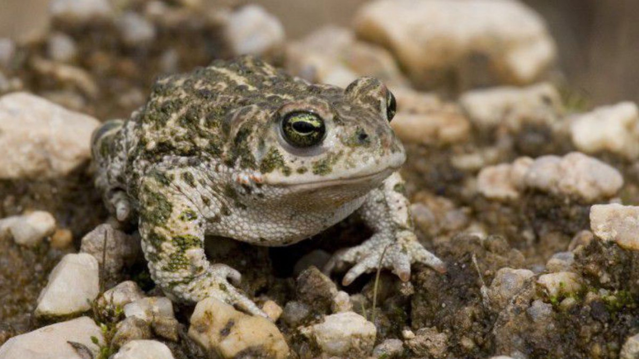 Die Kreuzkr&ouml;te ist &auml;u&szlig;erst selten, kommt allerdings in der N&auml;he von Gm&uuml;nd vor.