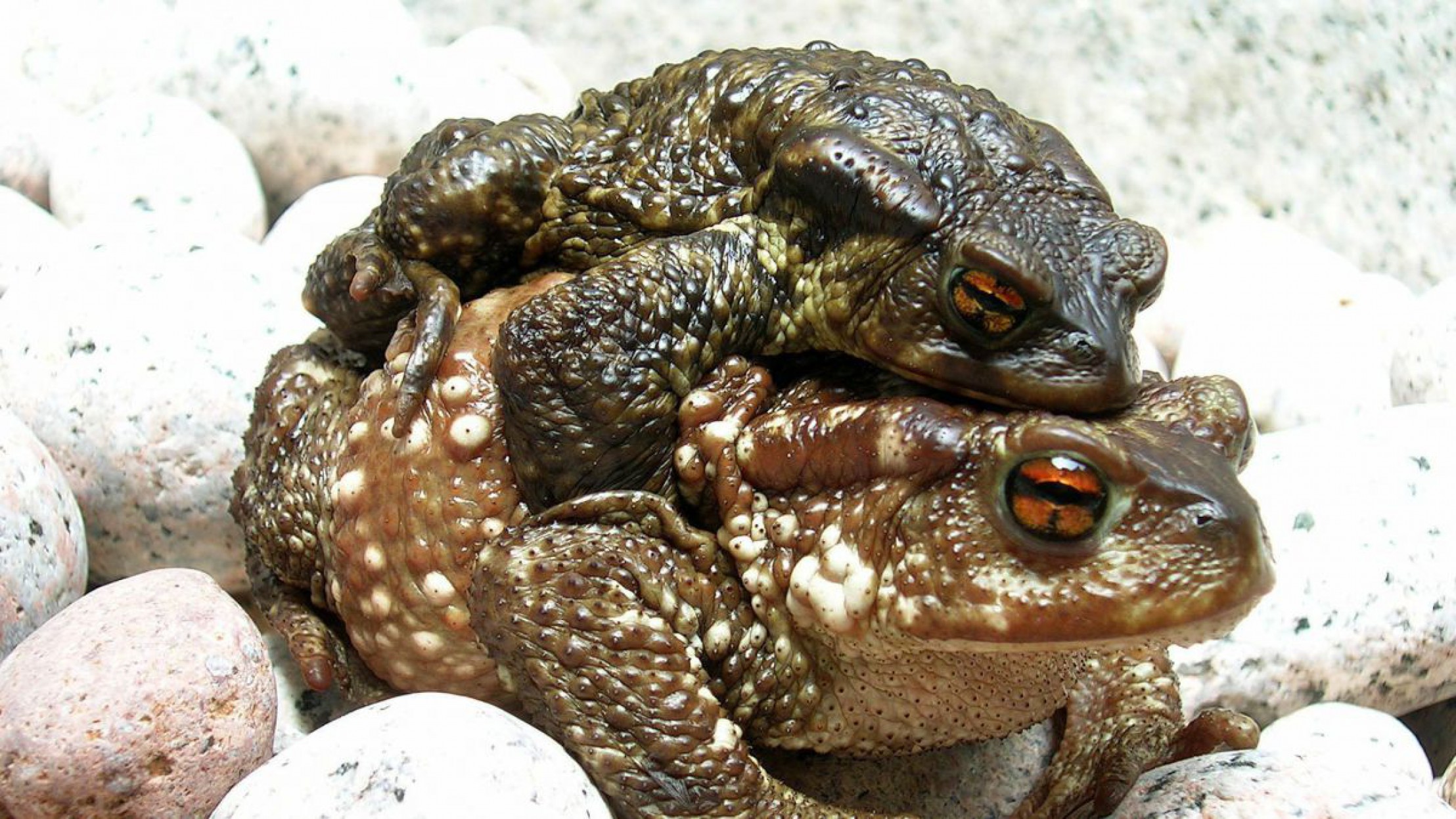 Die Erdkr&ouml;te ist die gr&ouml;&szlig;te Kr&ouml;tenart in &Ouml;sterreich. 