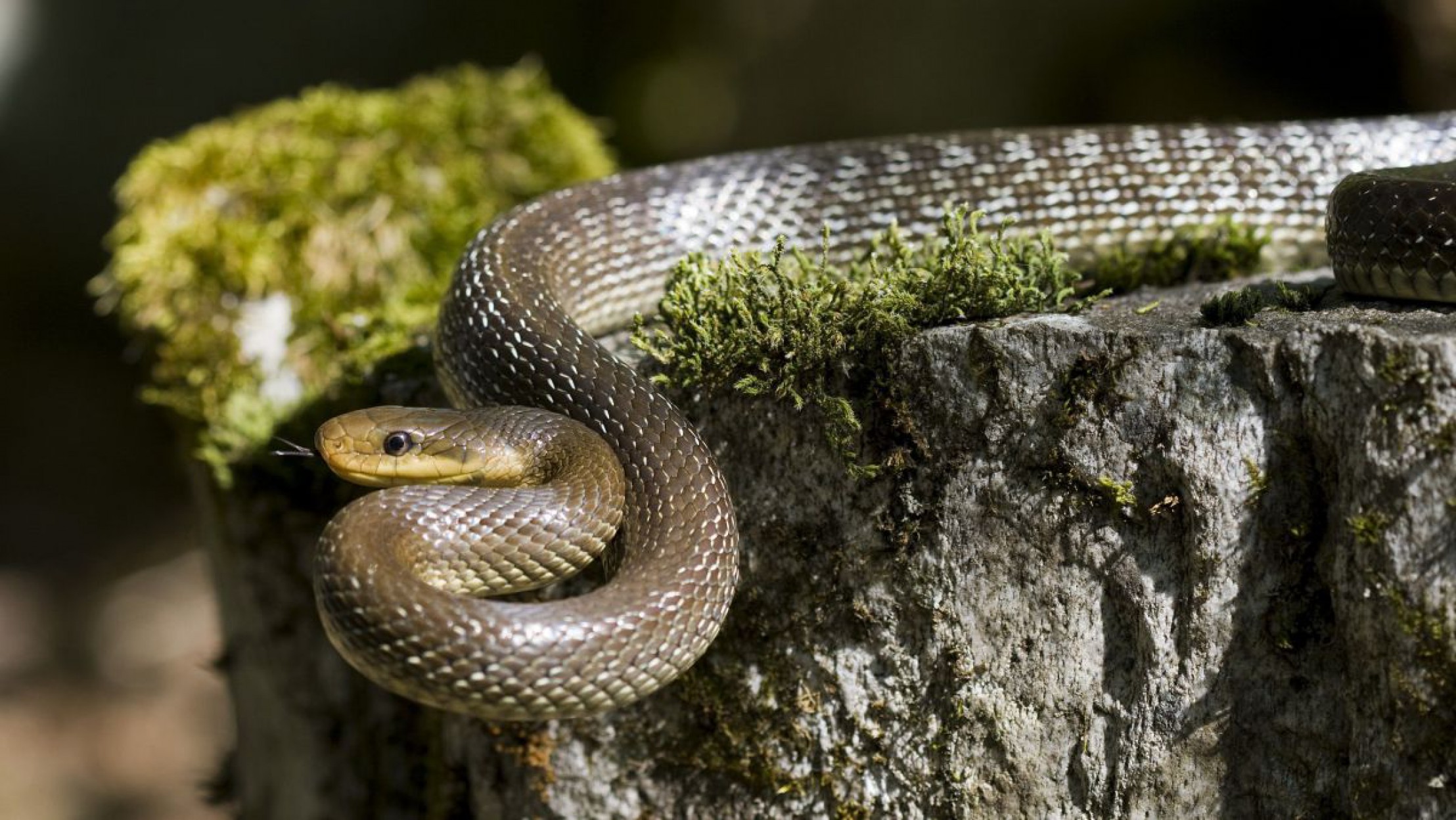 Die &Auml;skulapnatter ist die gr&ouml;&szlig;te Schlange &Ouml;sterreichs. 