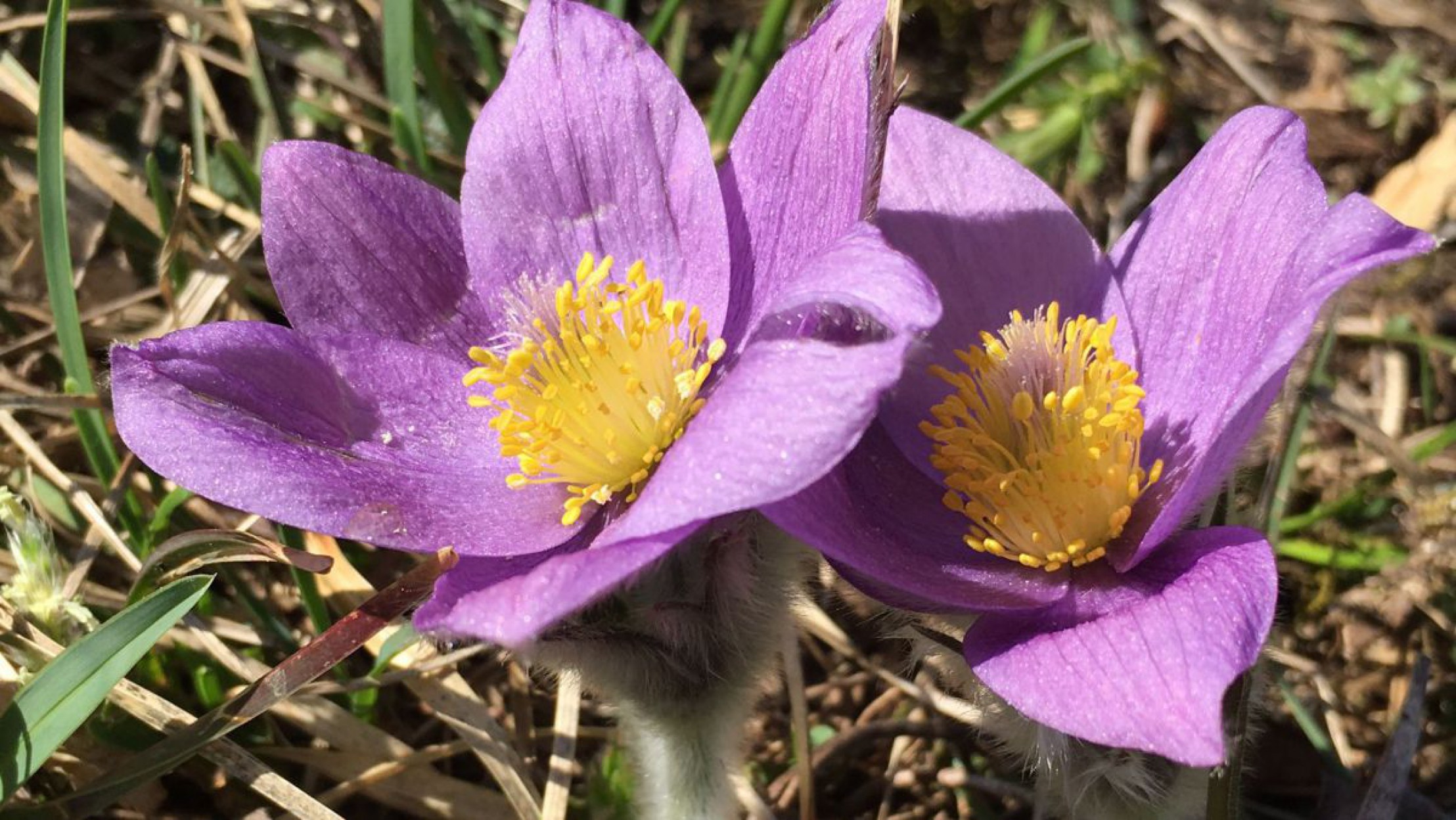 Die Kuhschelle wird auch als K&uuml;chenschelle bezeichnet.