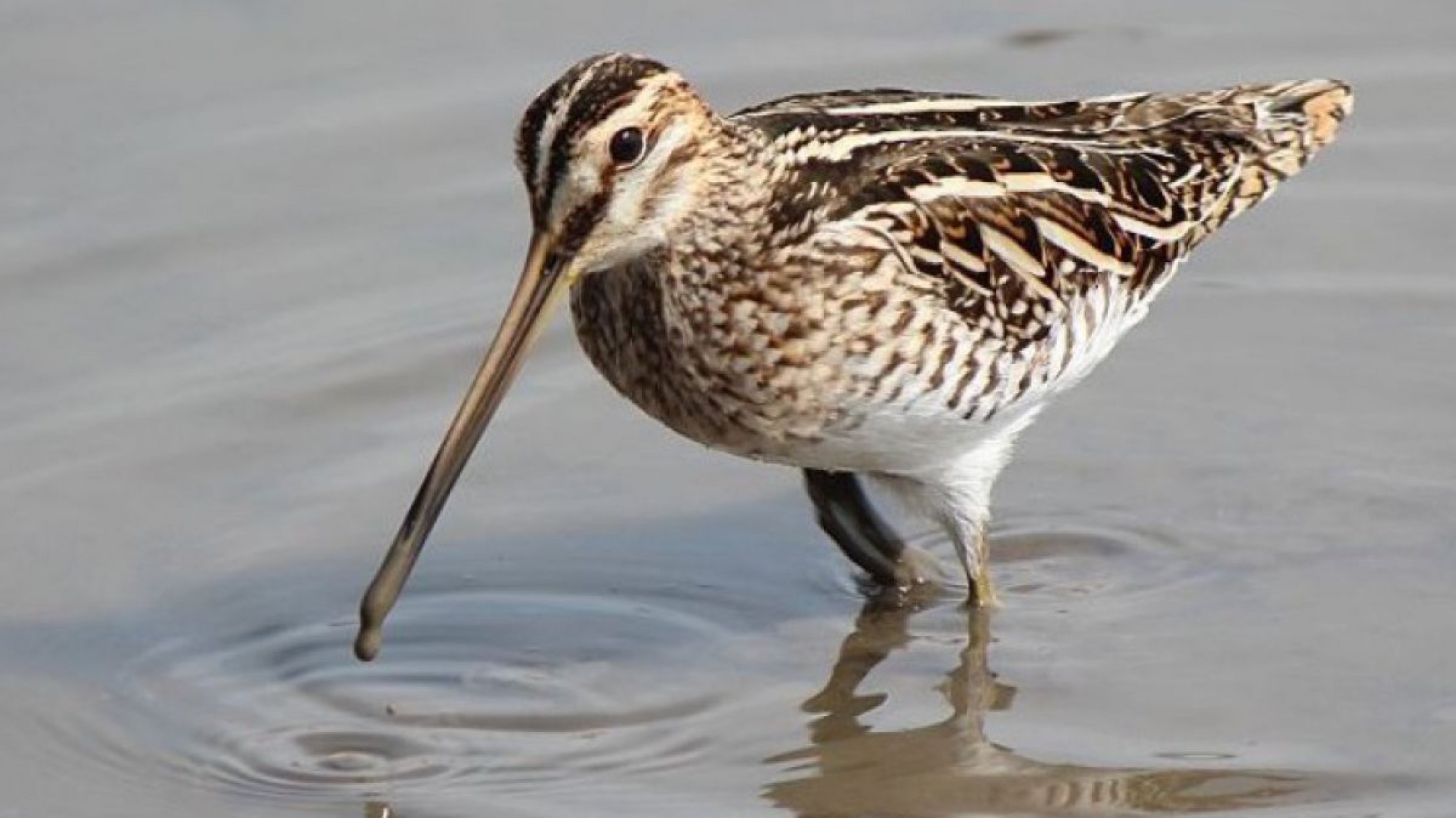 Gallinago_gallinago_a1