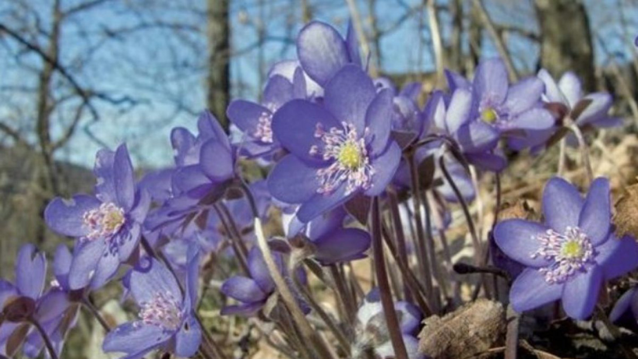 Leberbluemchen_D_Manhart