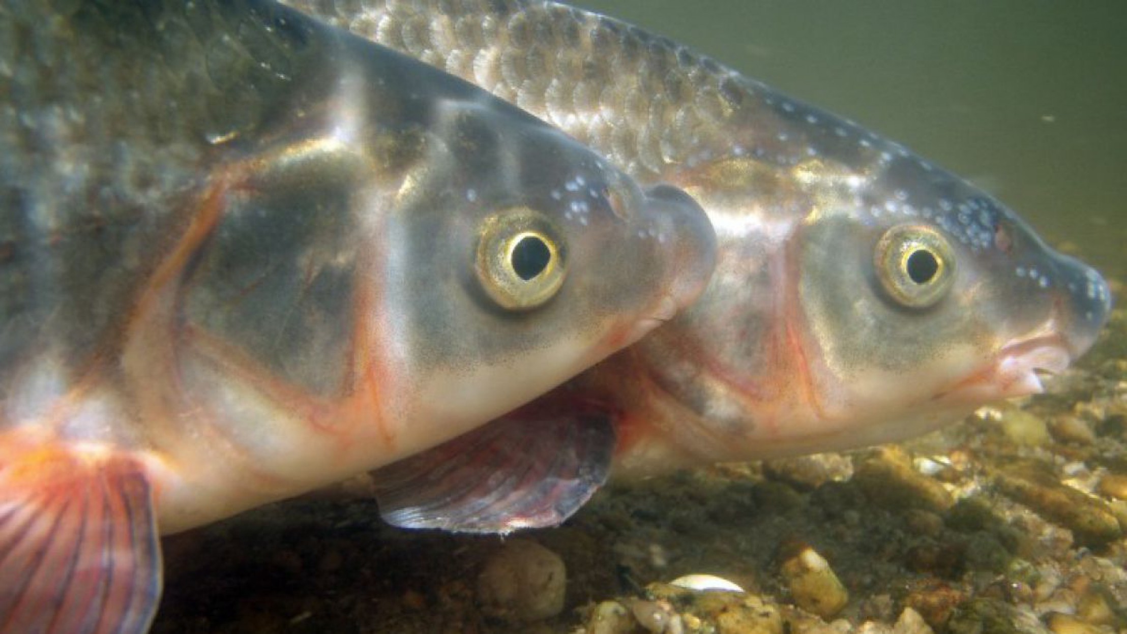 Nase_2Milchner_Clemens_Ratschan