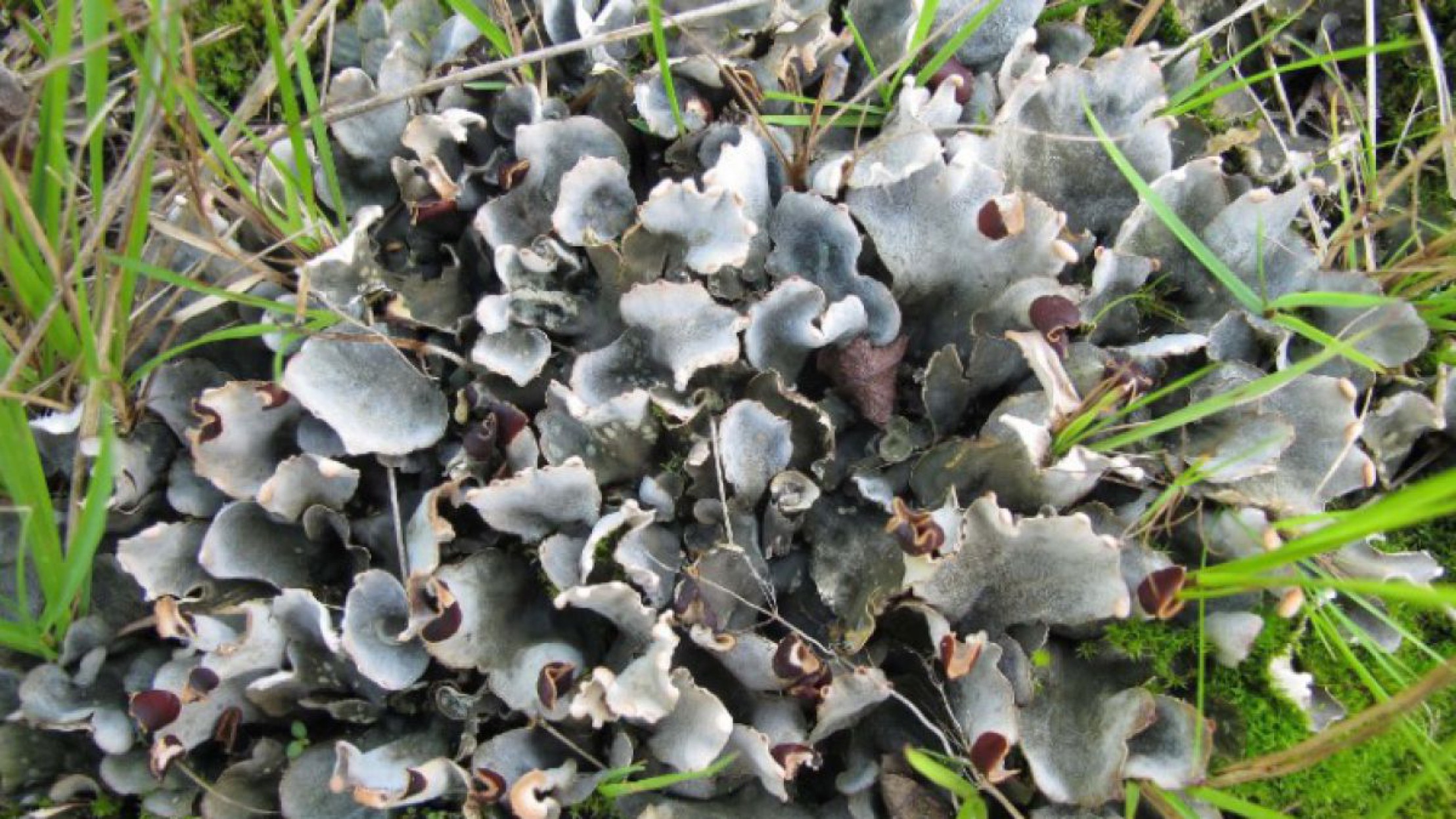 Peltigera_didaktyla_Quelle_Wolfgang_von_Brackel