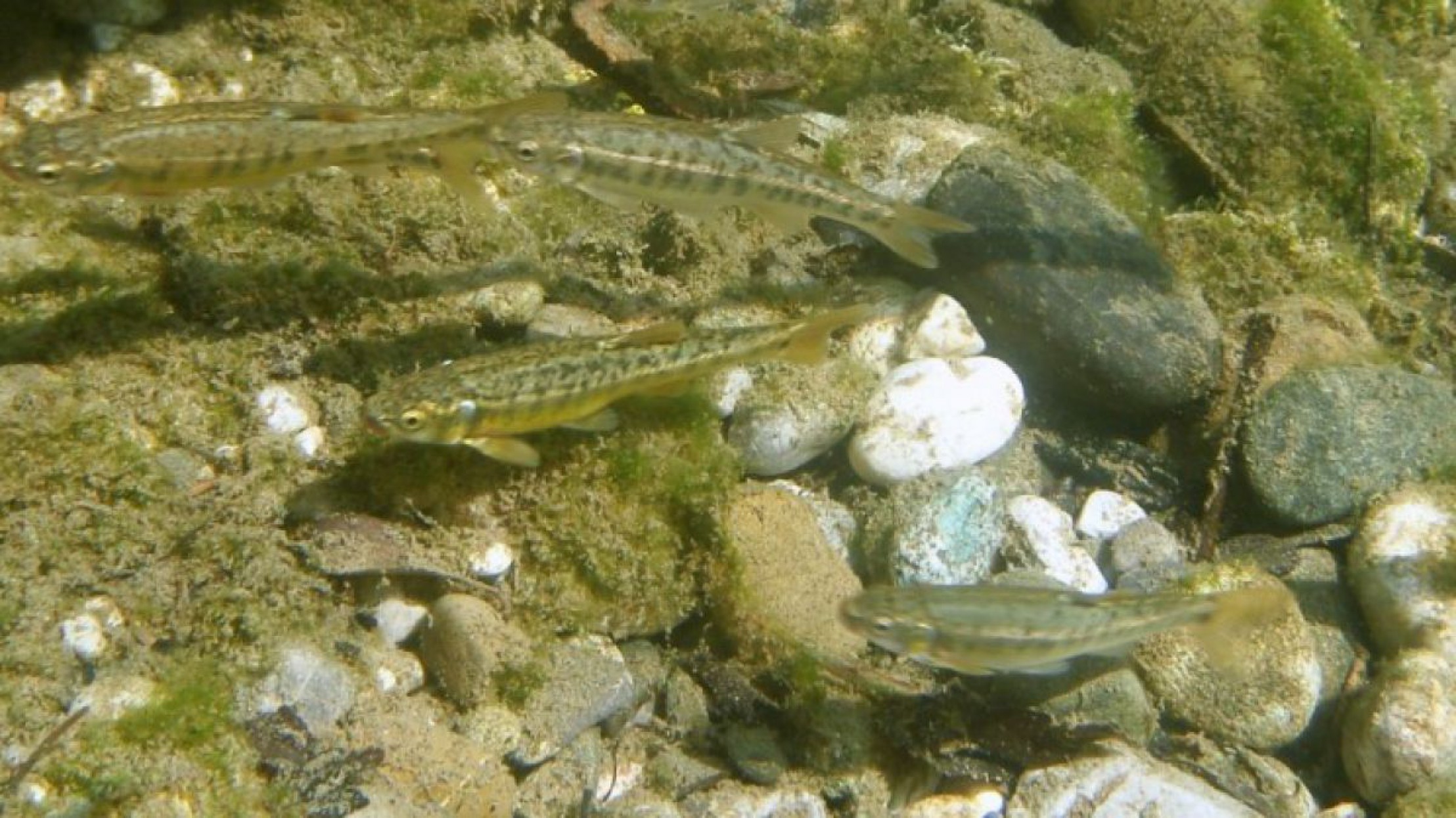 elritzen_gertrichter